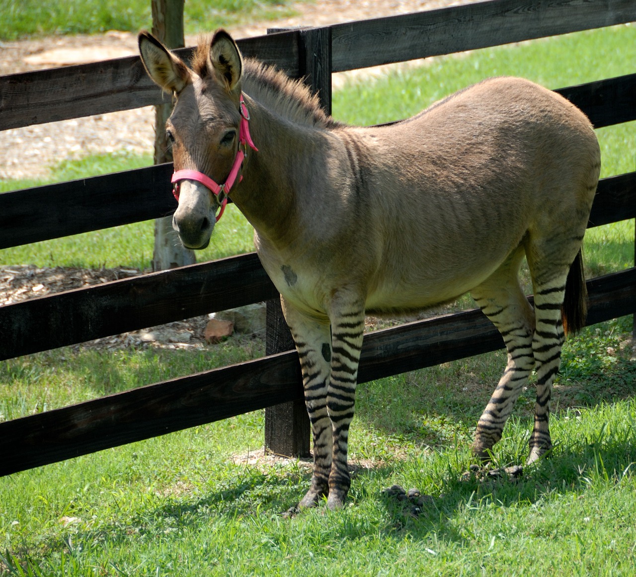 a donkey standing next to a wooden fence, by Susan Heidi, big!!!!!!!!!!!!, looking cute, zebra, watch photo