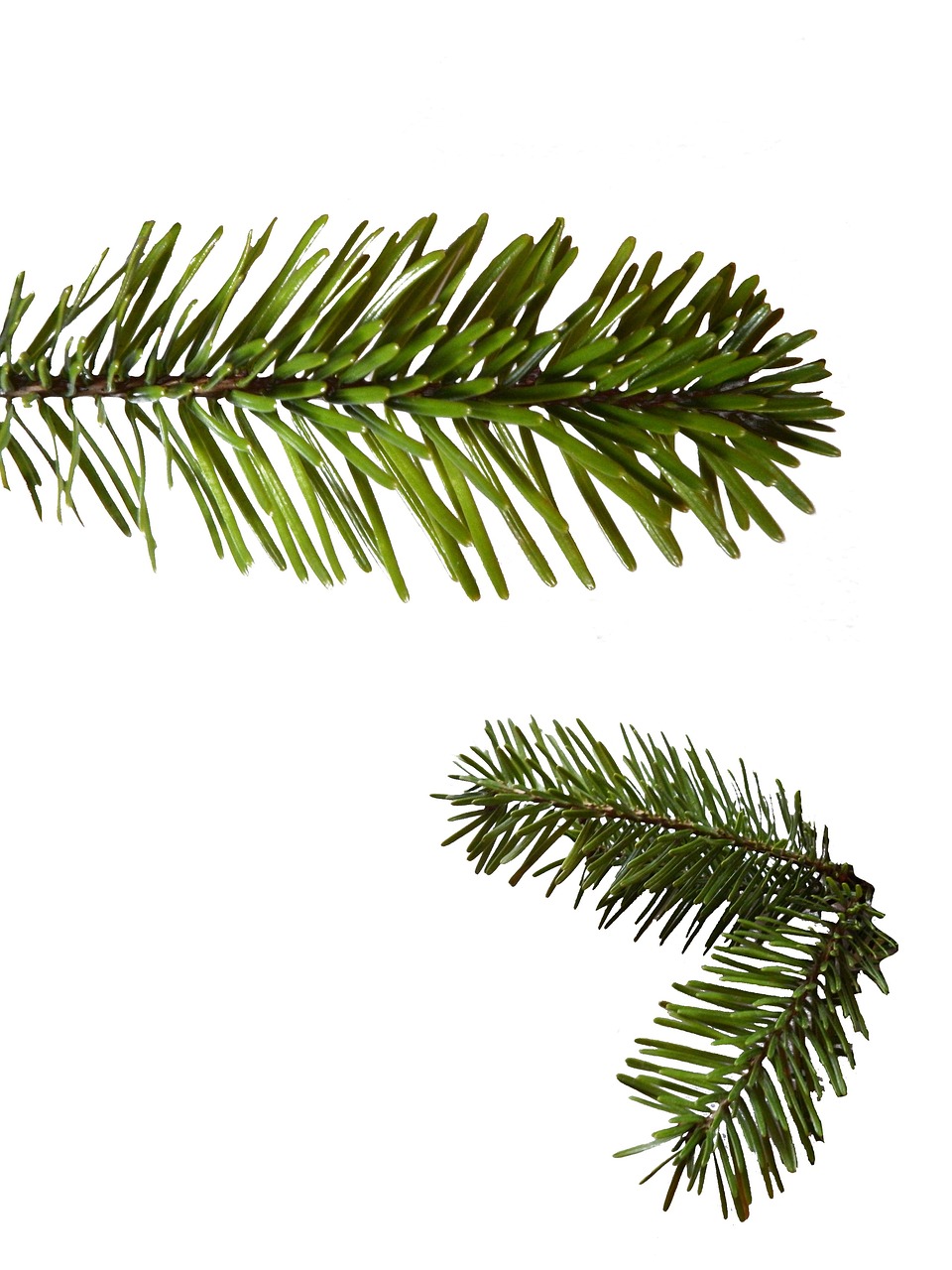 a close up of a pine tree branch, an illustration of, shutterstock, top and side view, festive, symmetric, - h 1 0 2 4
