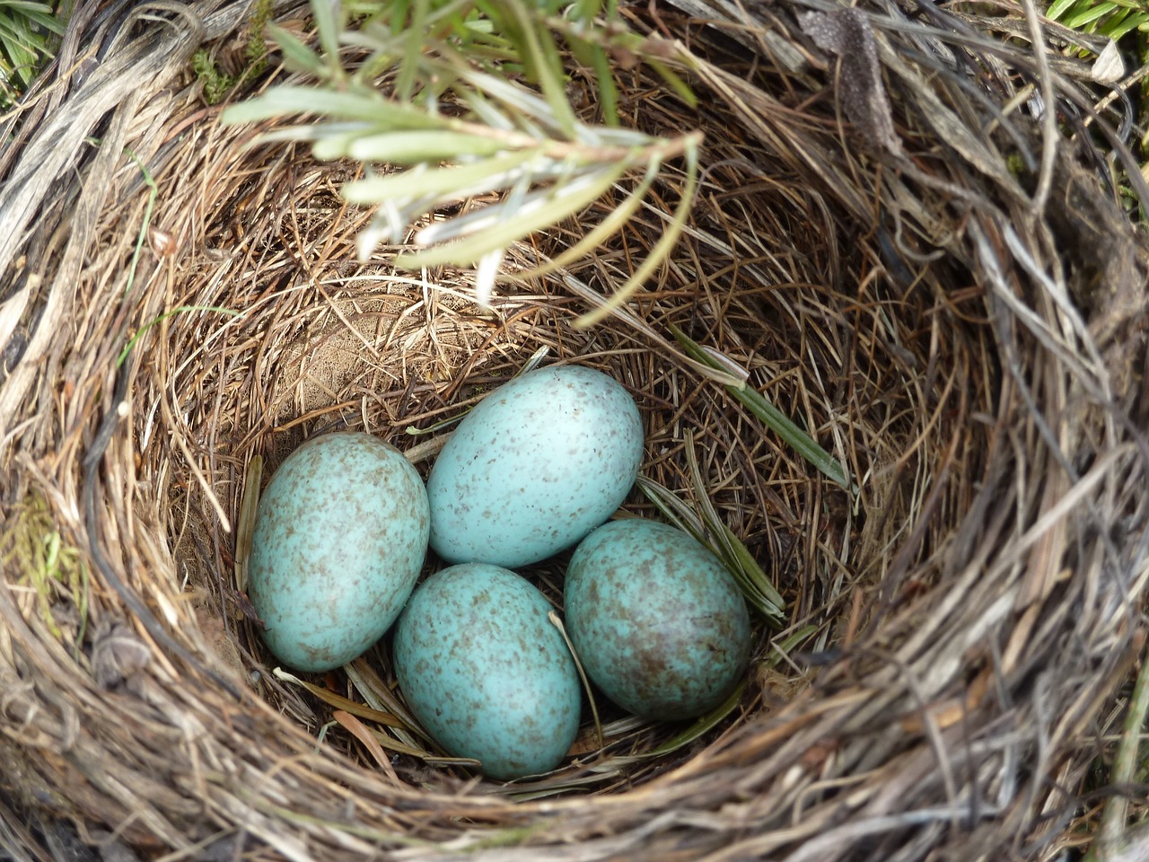 a close up of a bird's nest with four eggs, by Frederik Vermehren, flickr, turquoise, !female, birds - eye view, hut