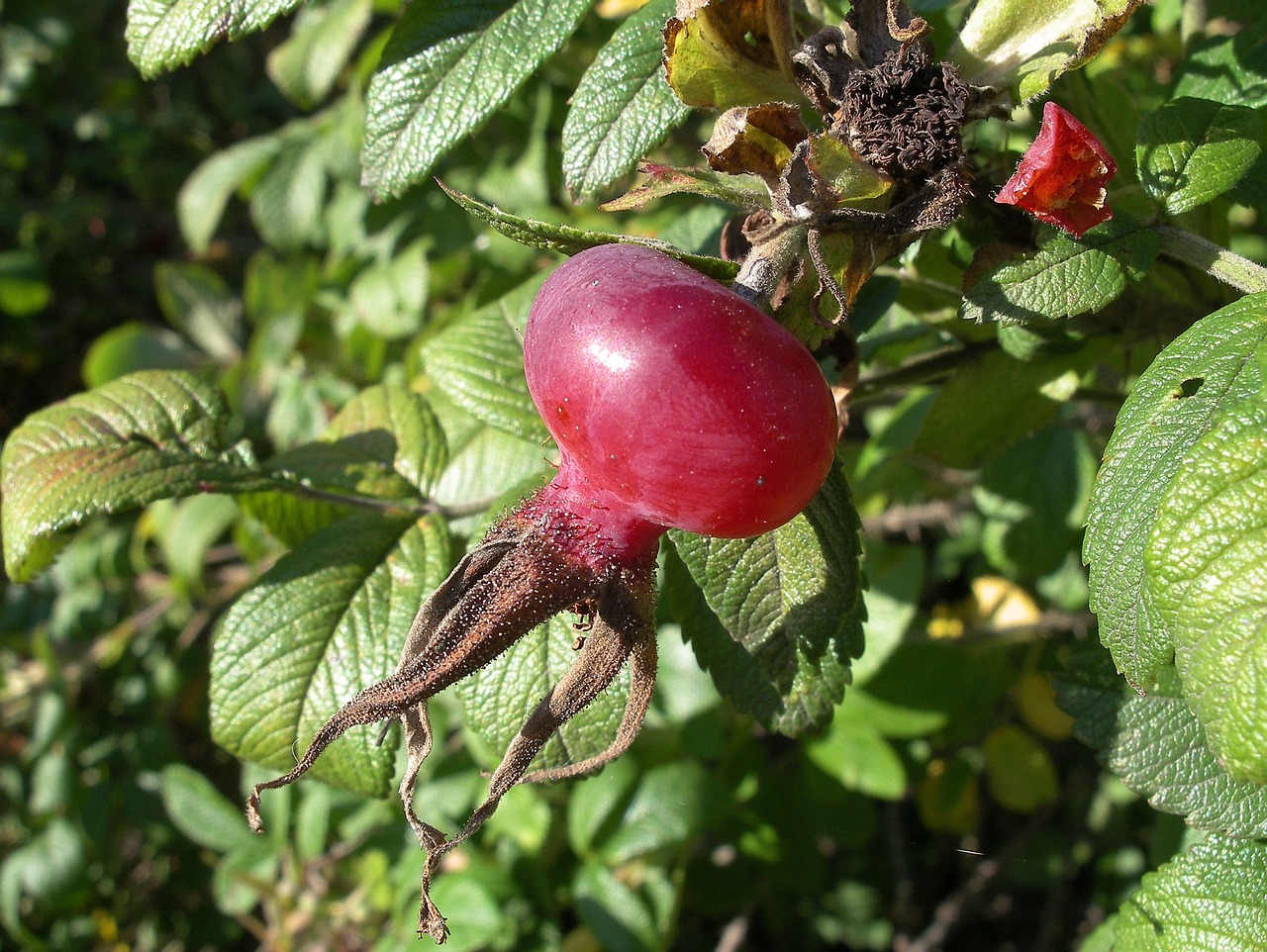 a close up of a fruit on a tree, by Robert Brackman, flickr, rose-brambles, fuchsia, above side view, poison
