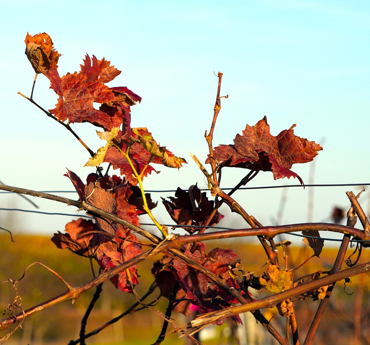 a bunch of leaves sitting on top of a wire fence, by Tom Carapic, romanticism, vineyard, closeup photo, late autumn, in the sun