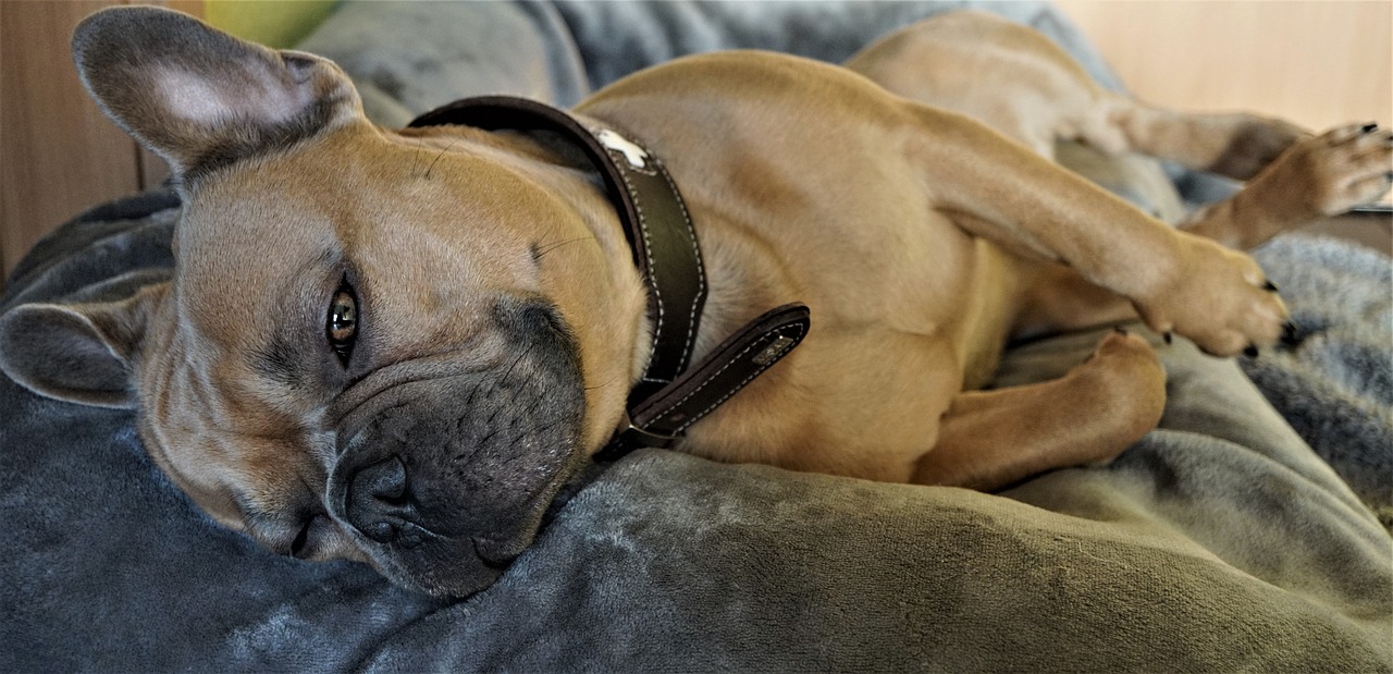 a dog that is laying down on a blanket, bauhaus, leather straps, smooth chin, deep wrinkles!, katey truhn