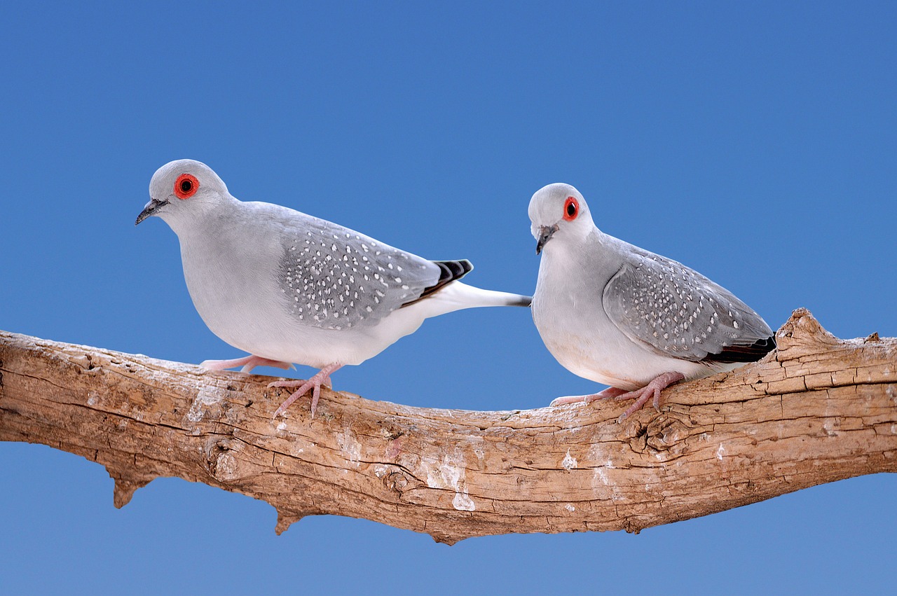 a couple of birds sitting on top of a tree branch, a picture, trending on pixabay, arabesque, majestic big dove wings, grey skinned, red-eyed, sitting on a log