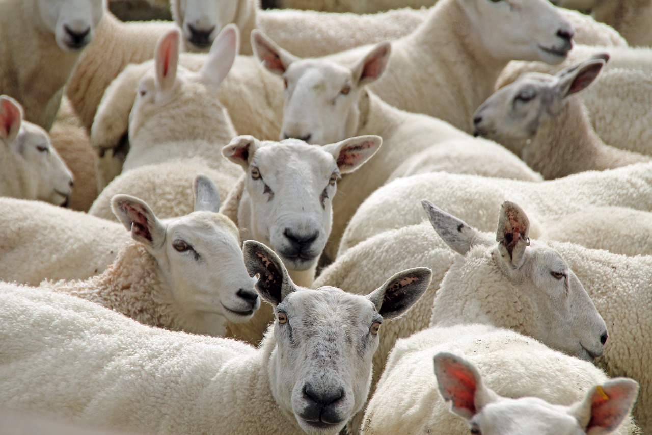 a herd of sheep standing next to each other, by Joseph Henderson, trending on pixabay, precisionism, pile of bodies, with a white muzzle, in liquid, looking from shoulder