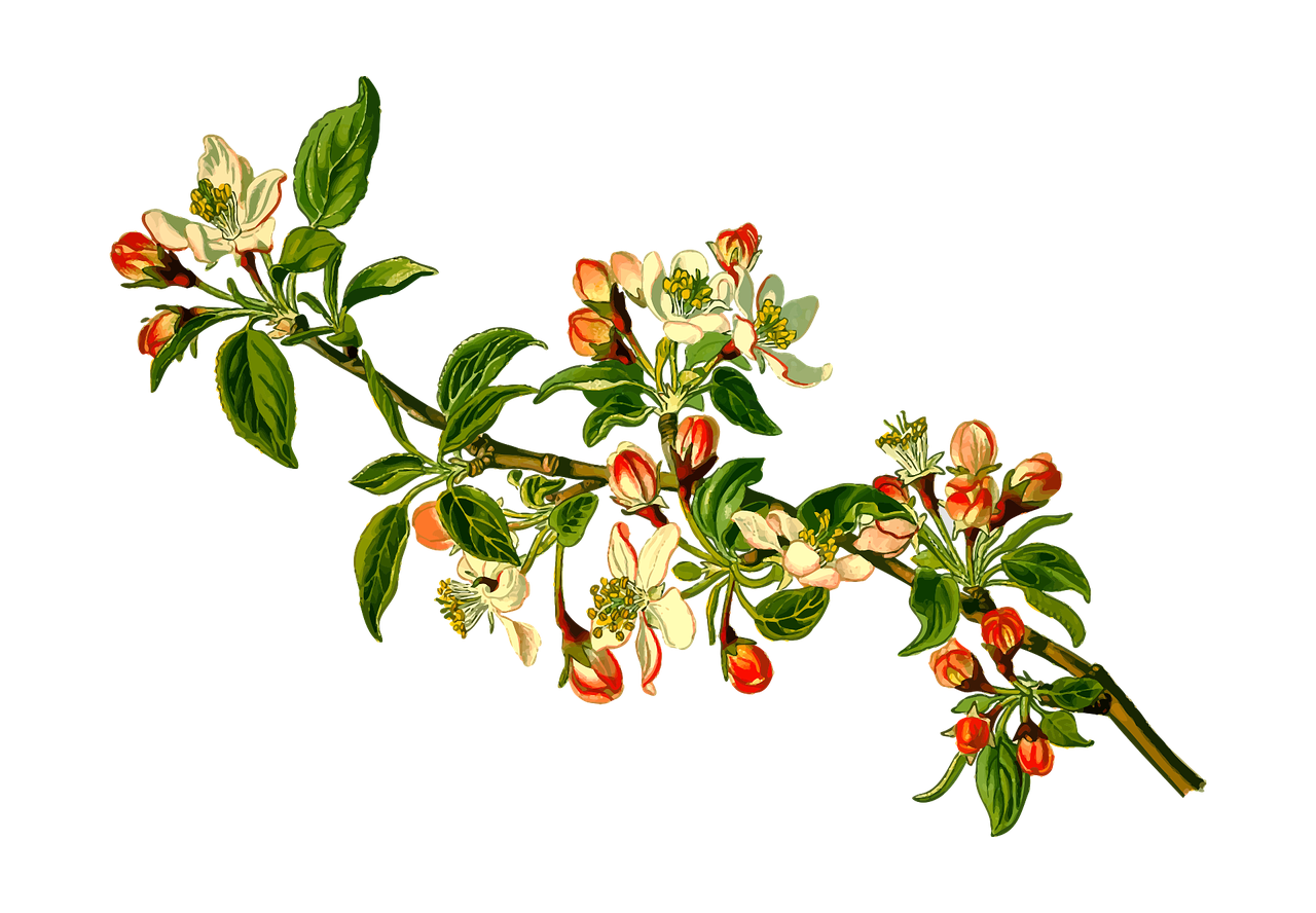 a branch of a flowering apple tree against a black background, a digital rendering, by Susan Heidi, shutterstock, art nouveau, circa 1 8 6 3, -w 1024, 1 8 th century spring ornaments, full color illustration