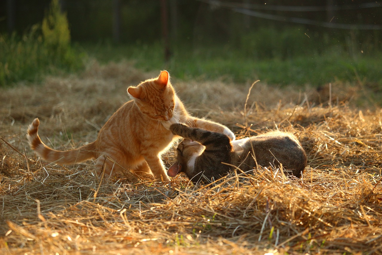 two cats playing with each other in a field, flickr, romanticism, in orange clothes) fight, on a farm, early morning lighting, brutal fight