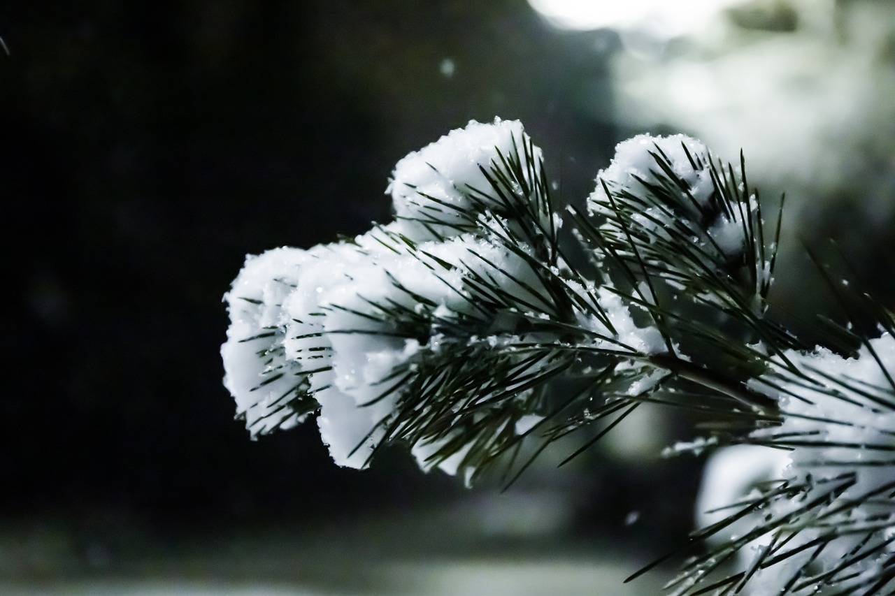 a branch of a pine covered in snow, romanticism, snow on the body, on a dark background, draped with water and spines, interesting angle
