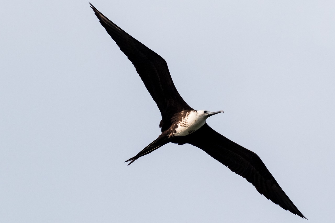 a bird that is flying in the sky, a portrait, by Paul Bird, flickr, hurufiyya, monitor, long tails, banner, the photo was taken from a boat