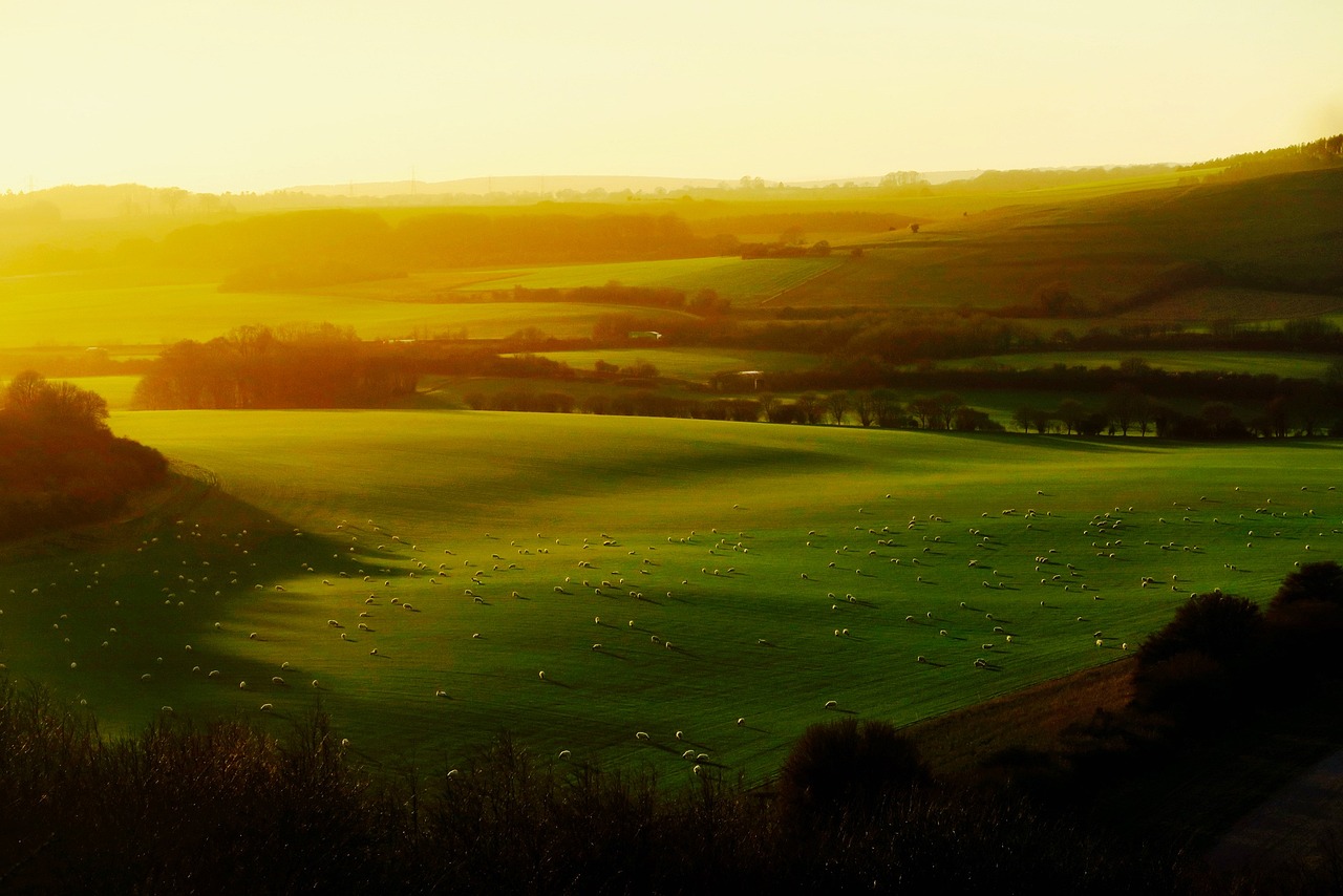 a herd of sheep grazing on a lush green field, by Ian Fairweather, pexels, digital art, sunsest golden hour, sweeping vista, madgwick, dimly - lit