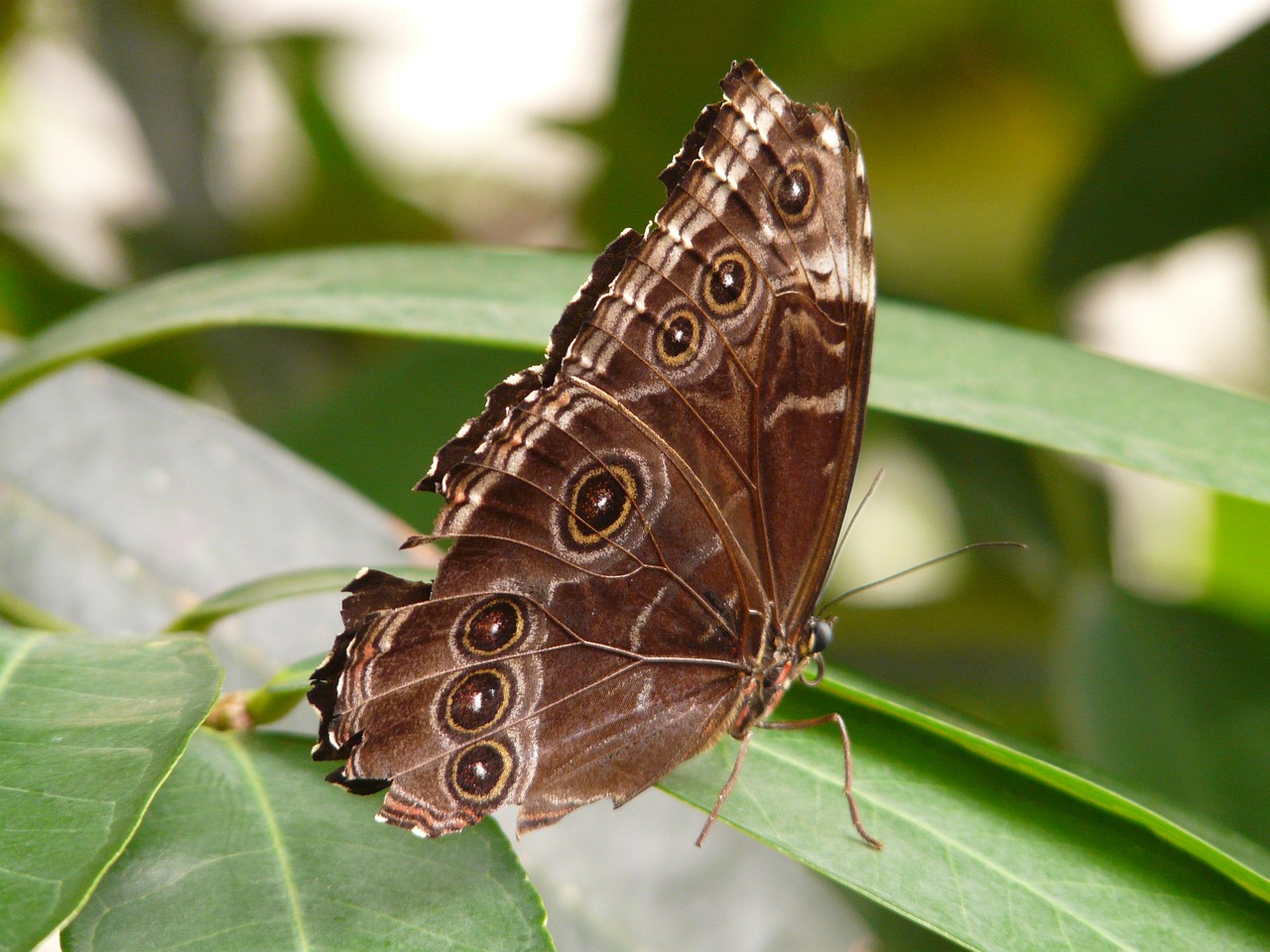 a close up of a butterfly on a leaf, flickr, brown scales, photo of a mechanical butterfly, very very realistic, 2 0 1 0 photo