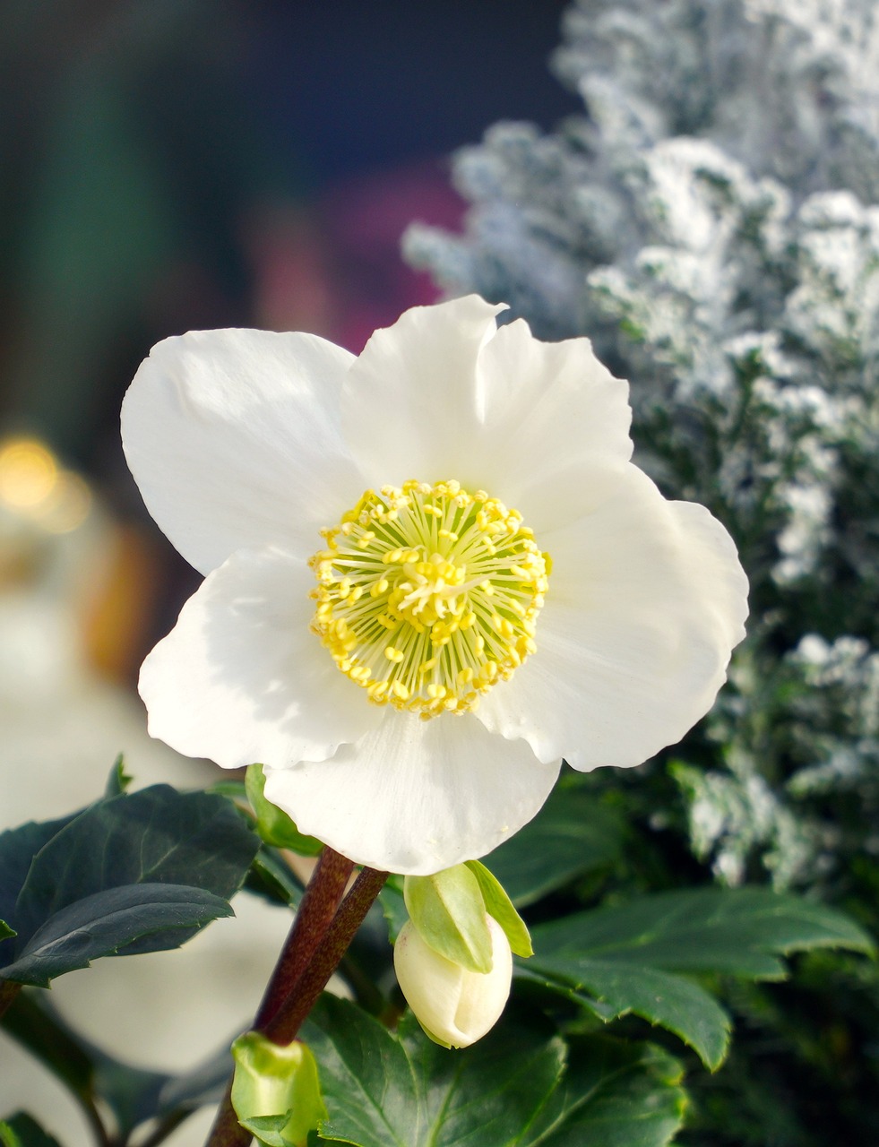 a close up of a white flower with green leaves, inspired by Frederick Goodall, art nouveau, anemone, pale as the first snow of winter, albino dwarf, porcelain