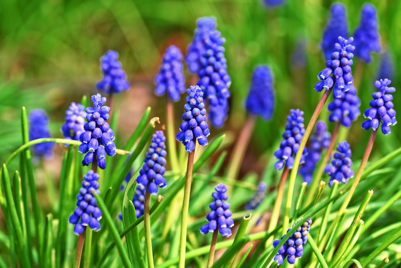 a close up of a bunch of blue flowers, by George Barret, Jr., pexels, renaissance, grape hyacinth, 🦩🪐🐞👩🏻🦳, colorful hd picure, a wide full shot