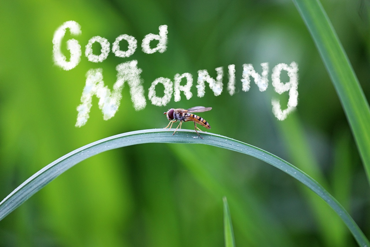 a fly sitting on top of a blade of grass, a photo, happening, good morning, in white lettering, photo - realistic wallpaper, morning coffee