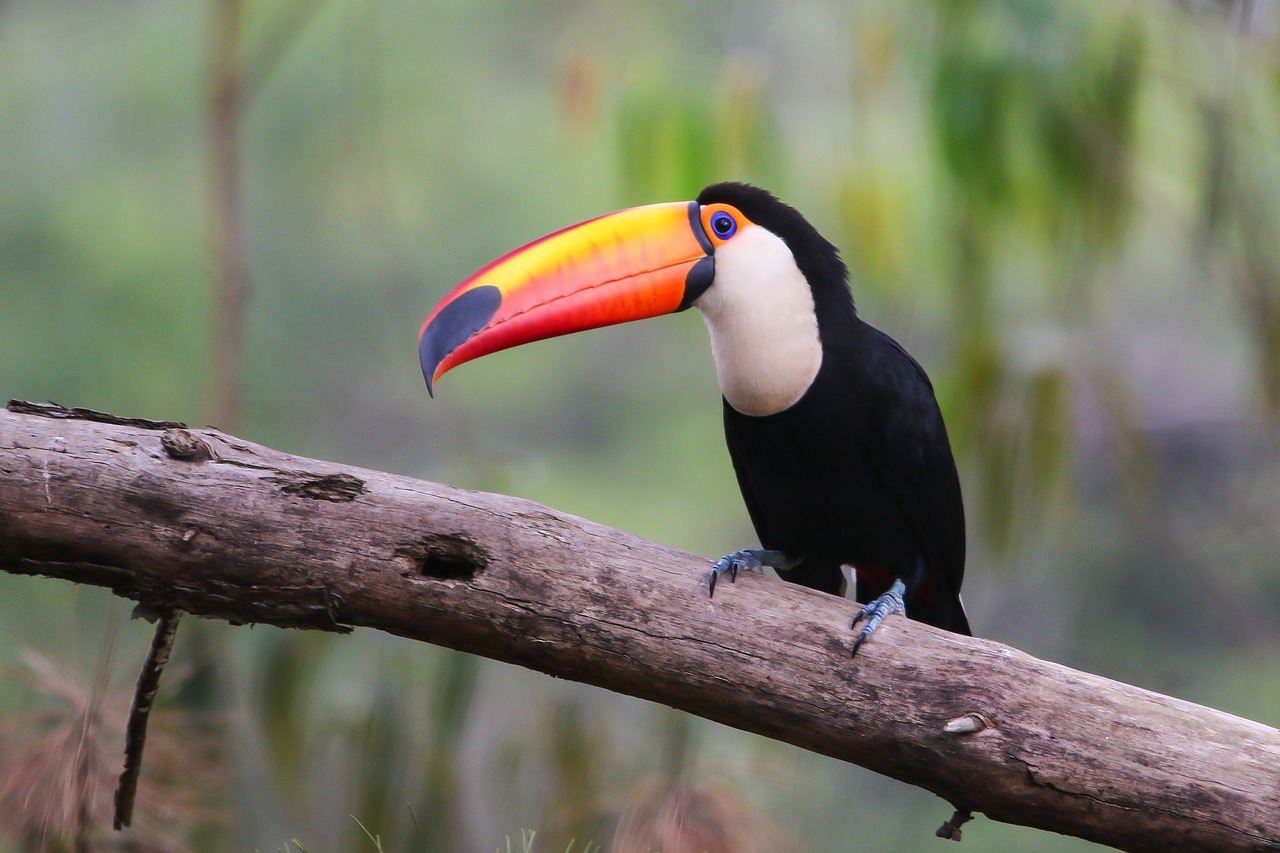 a colorful bird sitting on top of a tree branch, a portrait, 6 toucan beaks, photo 85mm, istock, 3 / 4 extra - wide shot