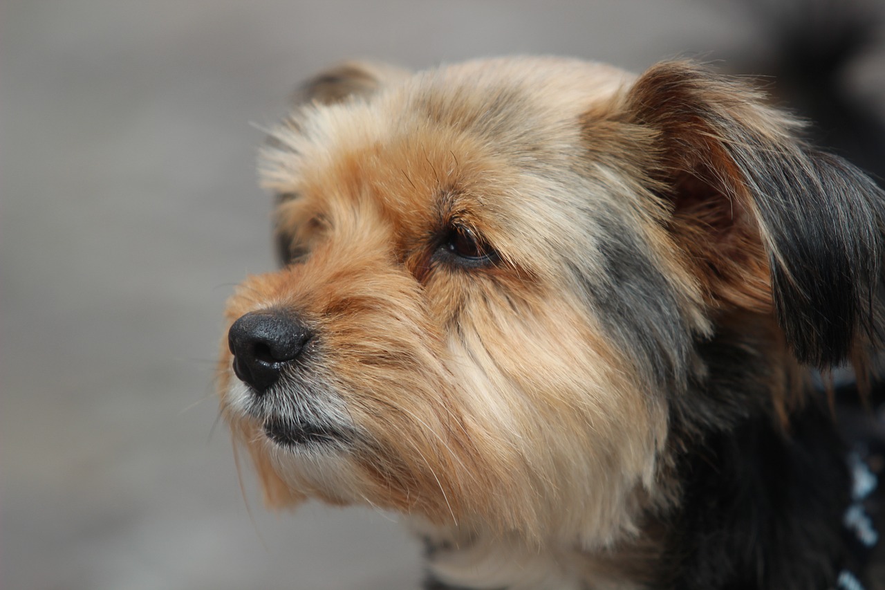 a close up of a dog wearing a collar, a photo, by David Simpson, shutterstock, photorealism, yorkshire terrier, face profile, small blond goatee, photo taken with canon 5d