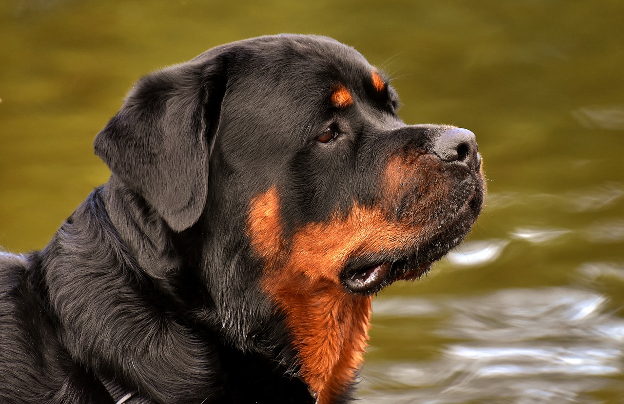 a close up of a dog near a body of water, rottweiler dinosaur hybrid, peaceful expression, that resembles a bull\'s, wet fur