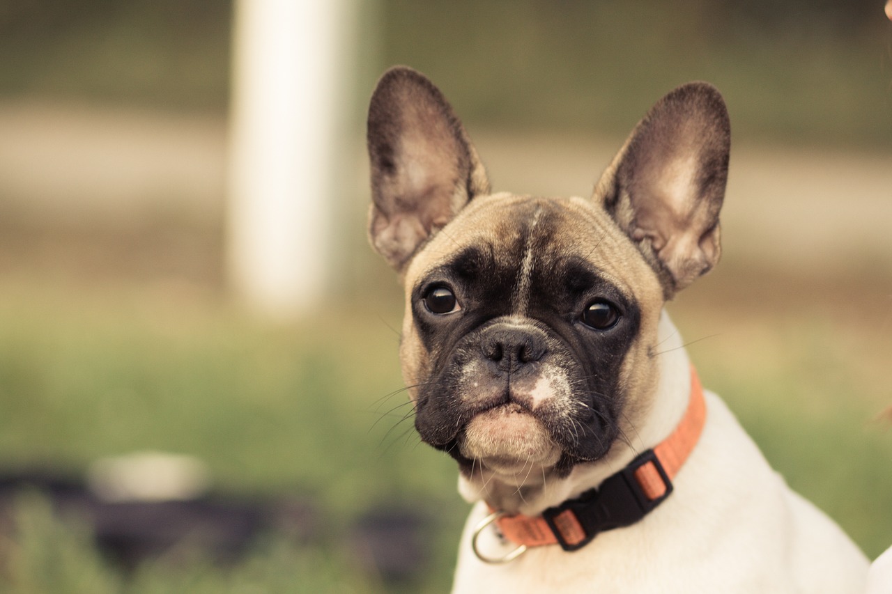 a brown and white dog sitting on top of a lush green field, a portrait, shutterstock, french bulldog, collar and leash, evil pug, wallpaper - 1 0 2 4