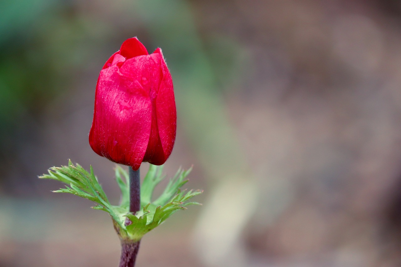 a close up of a red flower on a stem, shutterstock, romanticism, anemone, early spring, very sharp photo