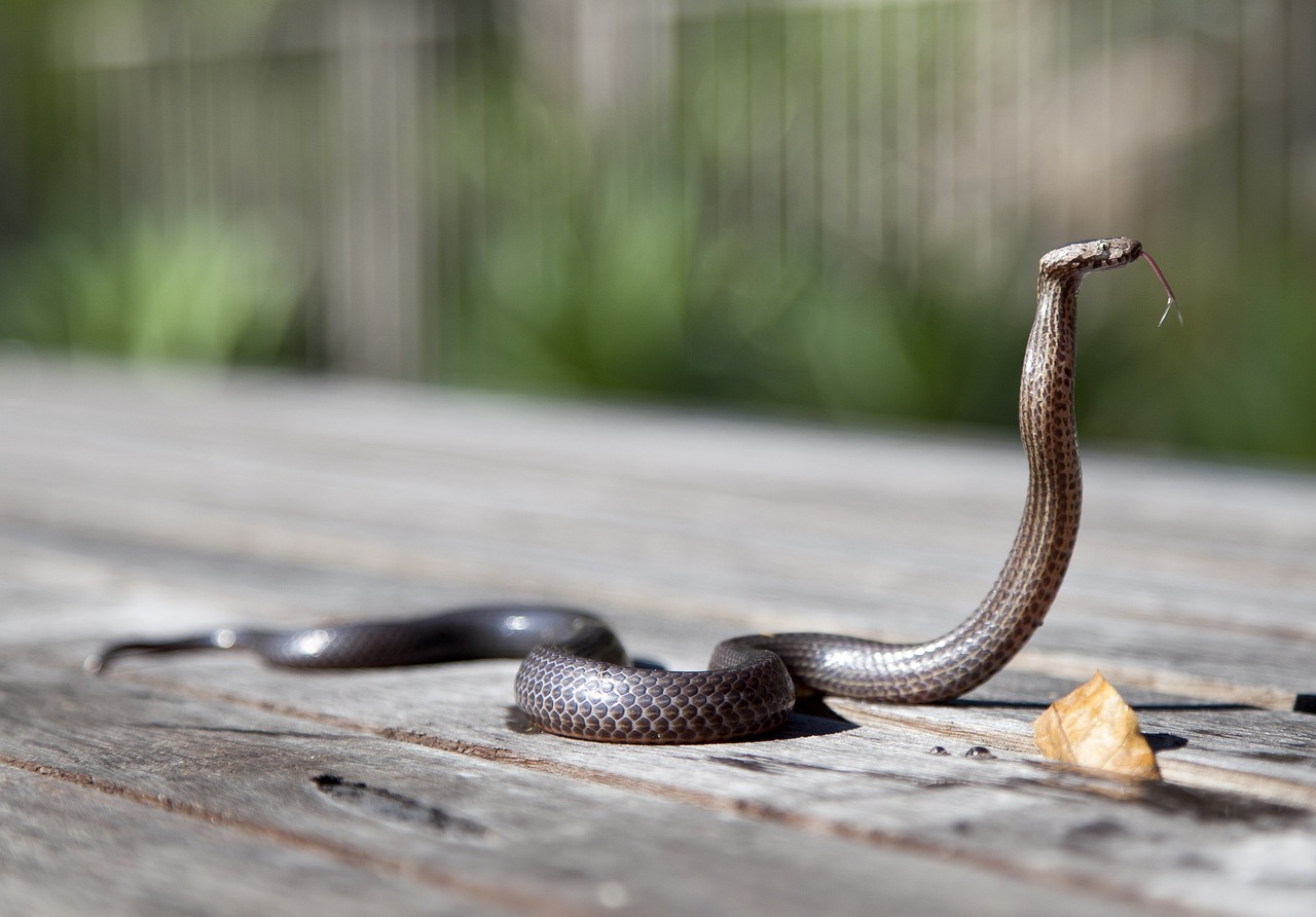 a close up of a snake on a wooden table, unsplash, cobra, photorealistic ”