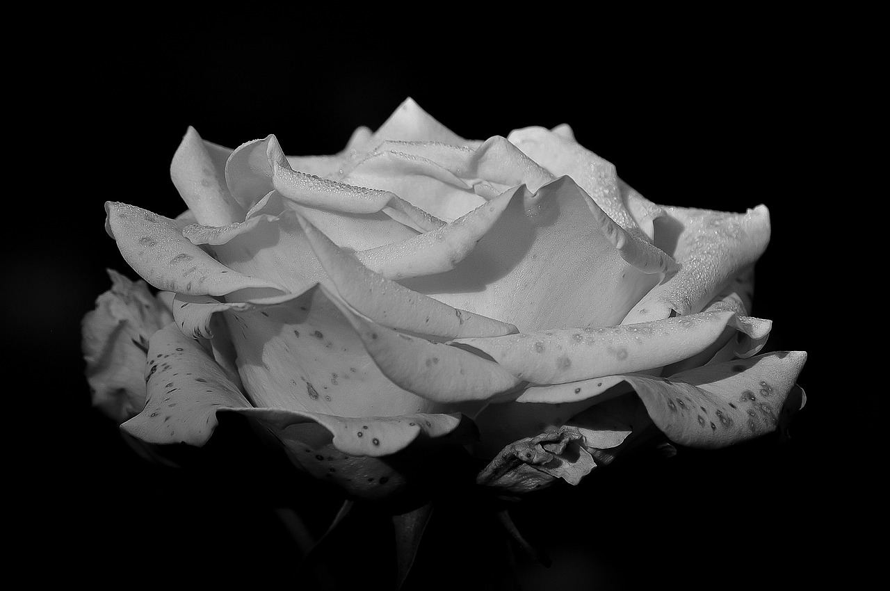 a black and white photo of a white rose, featured on zbrush central, fine art, today\'s featured photograph 4k, dried petals, in the evening, shot on sony a 7