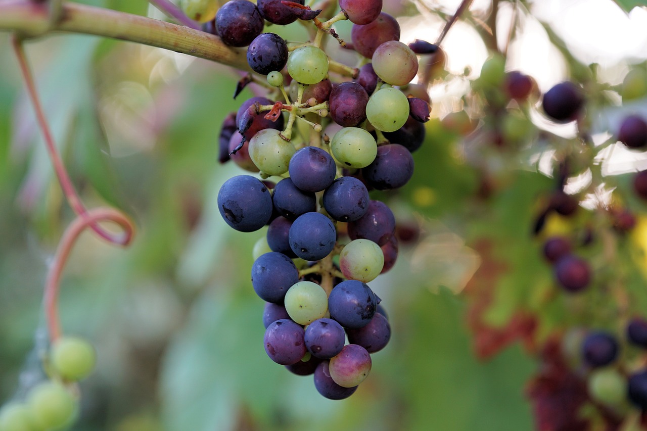a bunch of grapes hanging from a tree, a picture, by Julian Hatton, shutterstock, bauhaus, purple and blue and green colors, idaho, stock photo