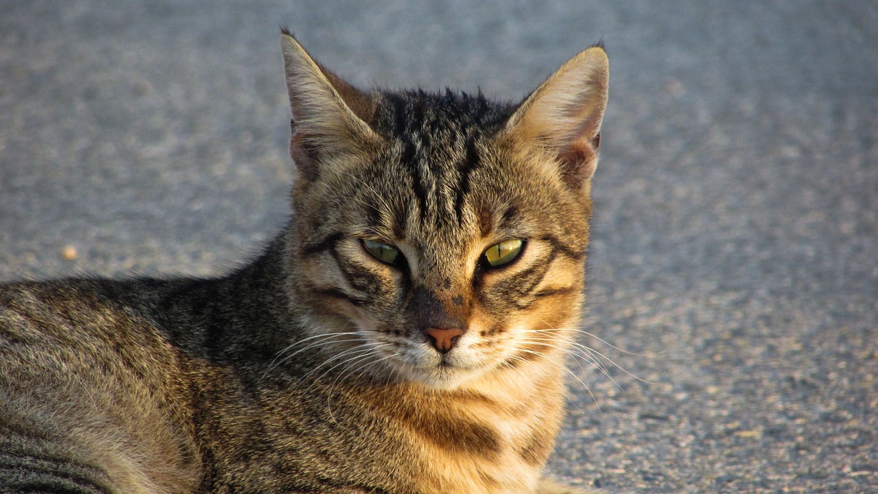 a close up of a cat laying on the ground, by Terese Nielsen, flickr, angry look, confident shaded eyes, on sidewalk, portrait n - 9