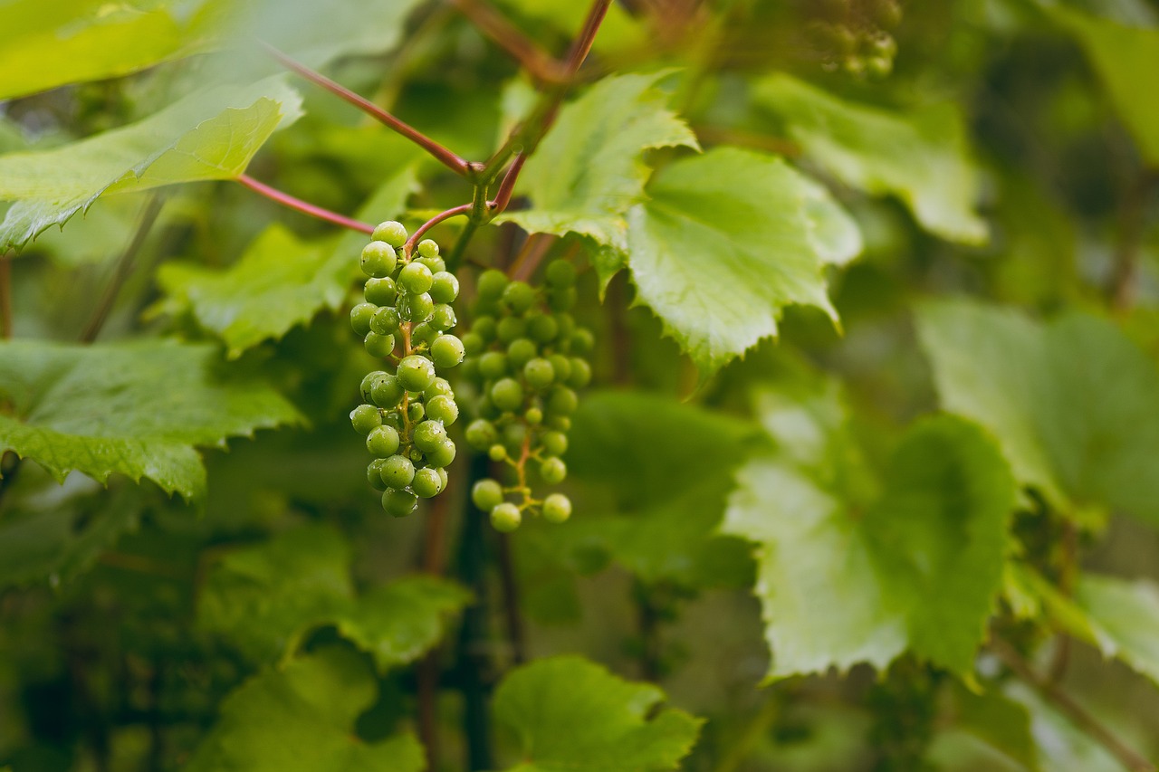 a bunch of green grapes hanging from a vine, by Richard Carline, 5 5 mm photo, high detail product photo