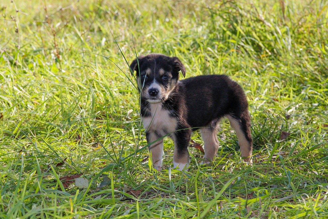 a small dog standing on top of a lush green field, a portrait, flickr, puppies, aussie, redneck, full length photo