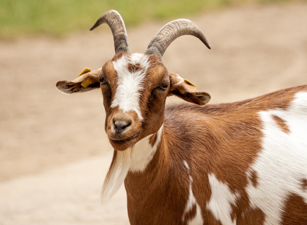 a brown and white goat standing on a dirt road, pixabay, renaissance, beautiful face!, 🦩🪐🐞👩🏻🦳, he has an elongated head shape, pacal votan