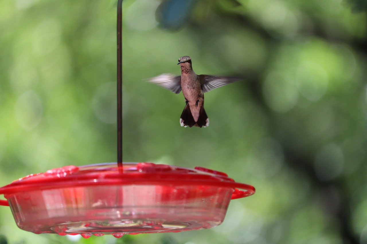 a hummingbird flying towards a humming feeder, by Linda Sutton, dslr camera img_4016, truncated snout under visor, closeup 4k, small mouth