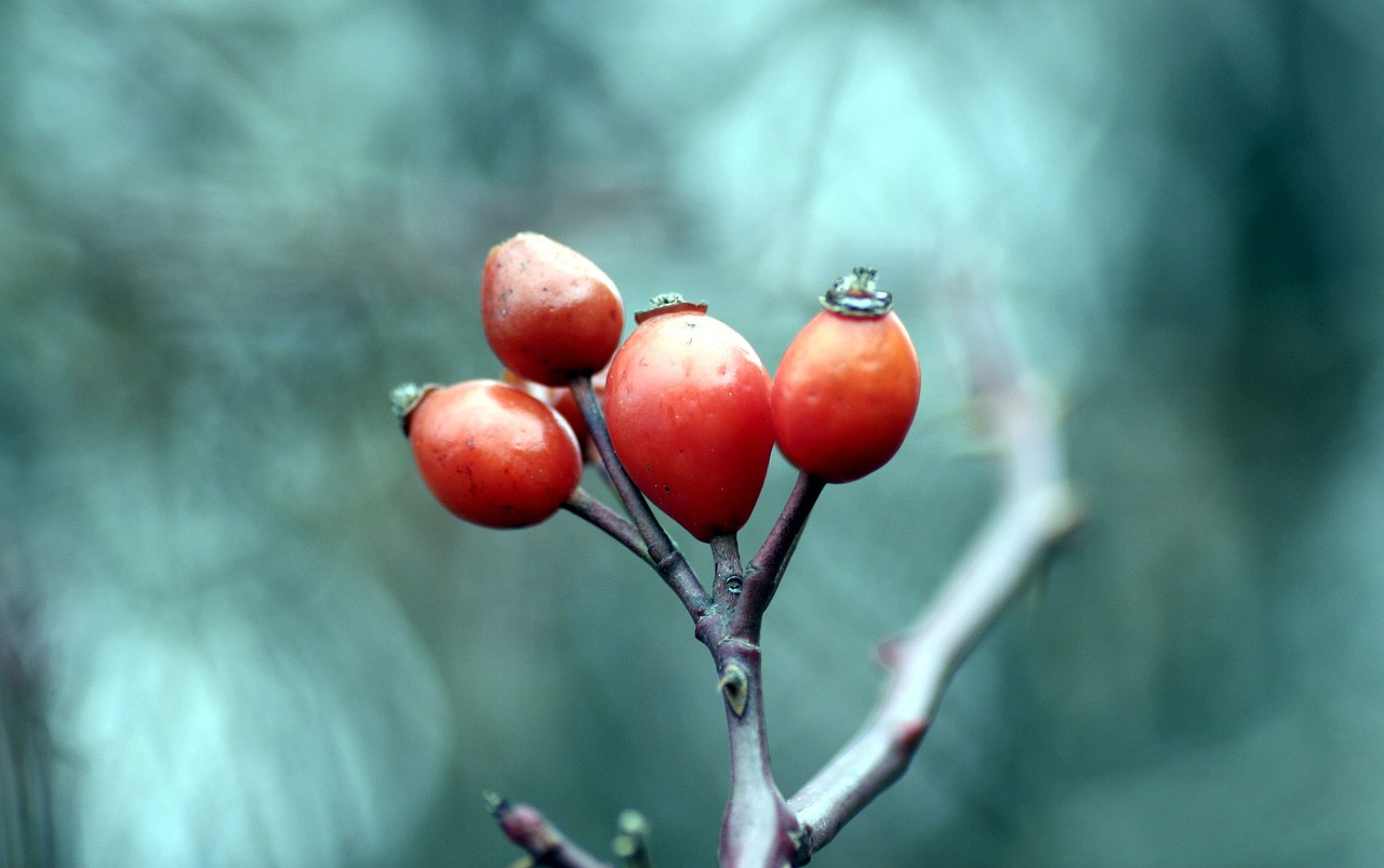 a close up of some fruit on a tree branch, by Jan Rustem, trending on pixabay, romanticism, winterthorn blessing, rose, tiny sticks, avatar image