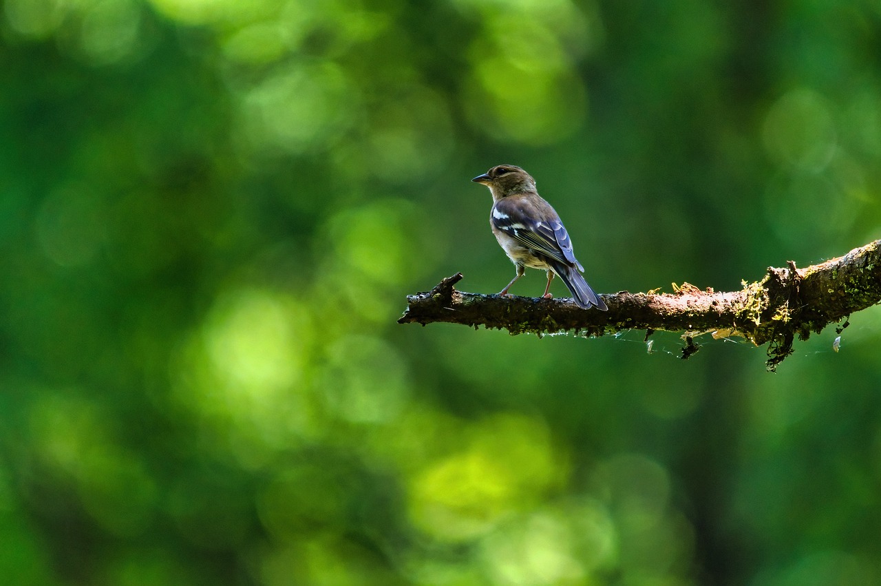 a small bird sitting on top of a tree branch, shutterstock, in the redwood forest, beautiful natural backlight, small mouth, stock photo