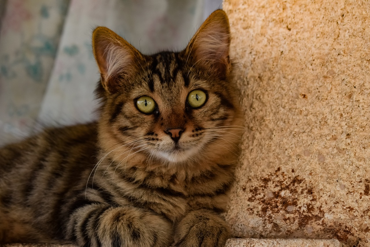 a close up of a cat laying on a couch, a picture, by Ivan Grohar, pixabay contest winner, renaissance, old town mardin, lovingly looking at camera, on a marble pedestal, beautiful face