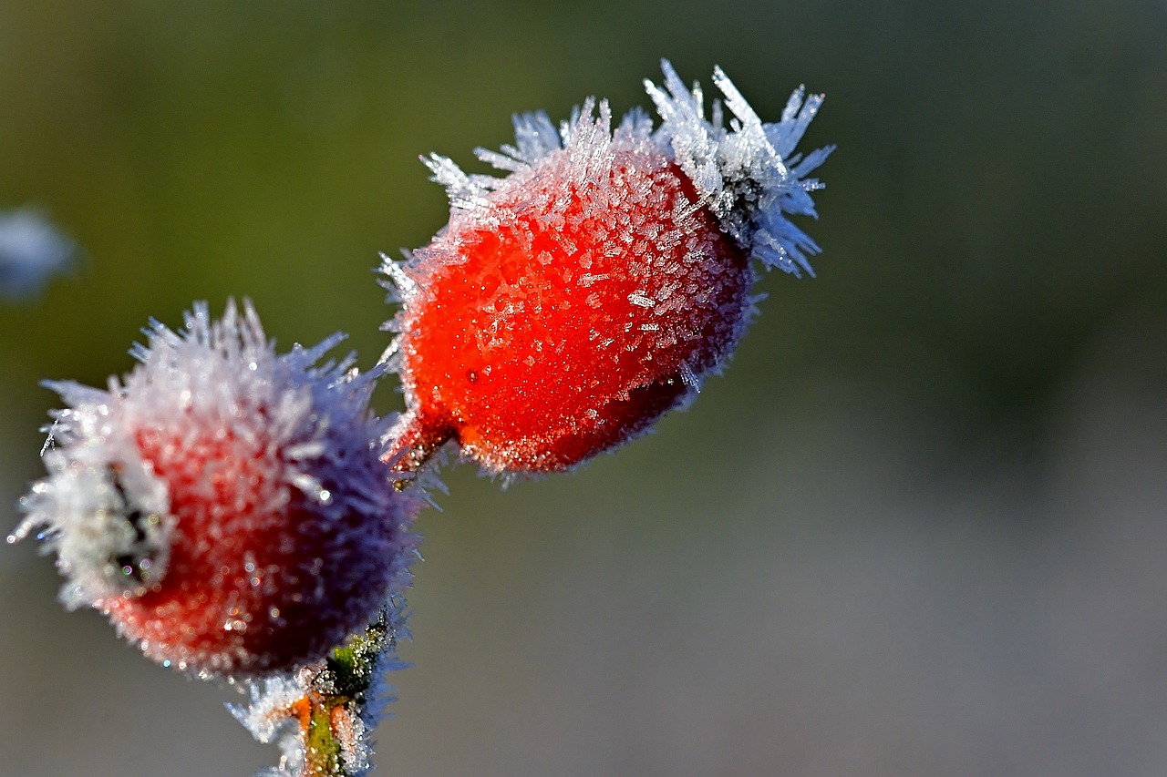 a close up of a plant with frost on it, flickr, romanticism, red flower, fruit, proteus vulgaris, very sharp photo