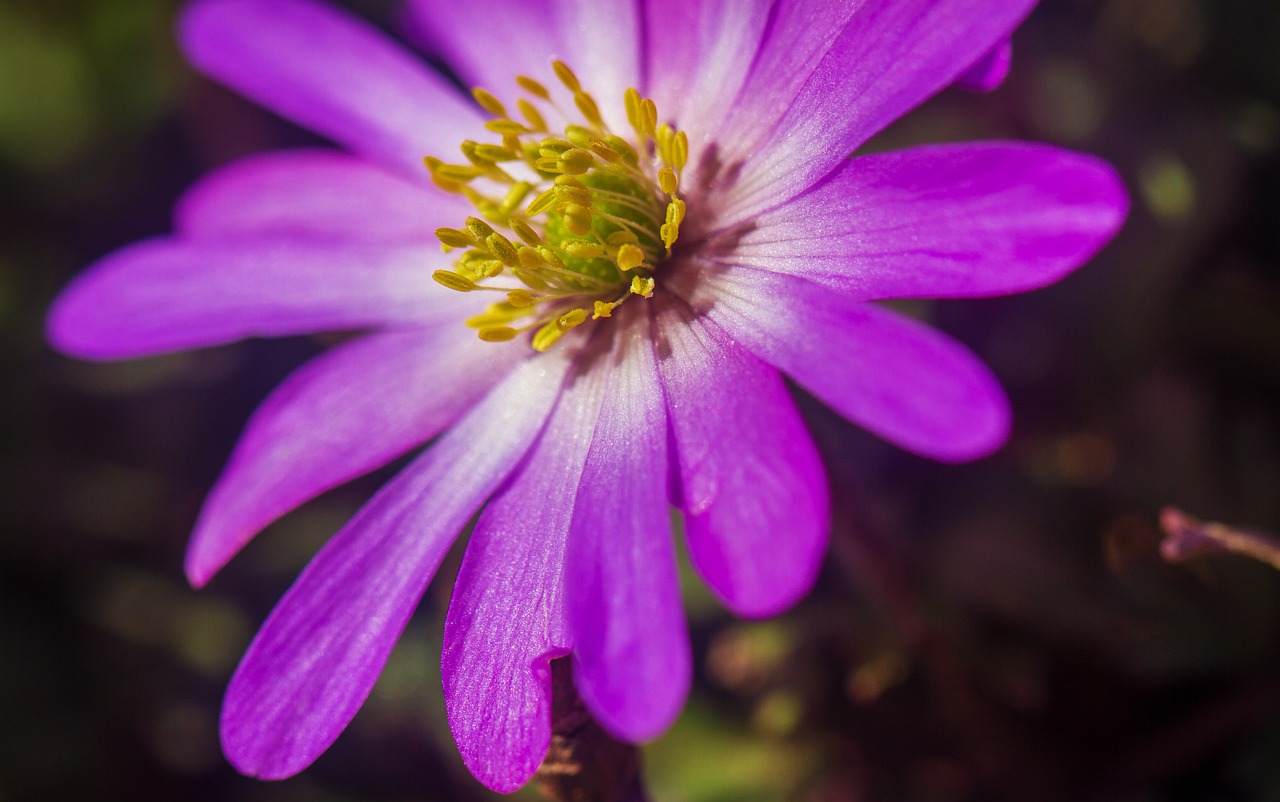 a close up of a purple flower with a yellow center, by Jan Rustem, romanticism, anemones, seven pointed pink star, closeup - view, moss and flowers