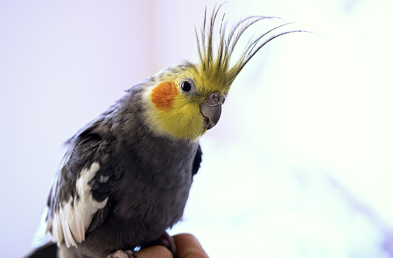 a close up of a bird on a person's hand, by Robert Brackman, flickr, yellow spiky hair, cute decapodiformes, trimmed with a white stripe, half - length photo