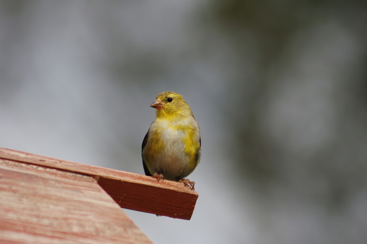 a small yellow bird sitting on top of a wooden roof, a portrait, by Kathleen Walne, flickr, lone female, small chin, full body close-up shot, highly dvetailed