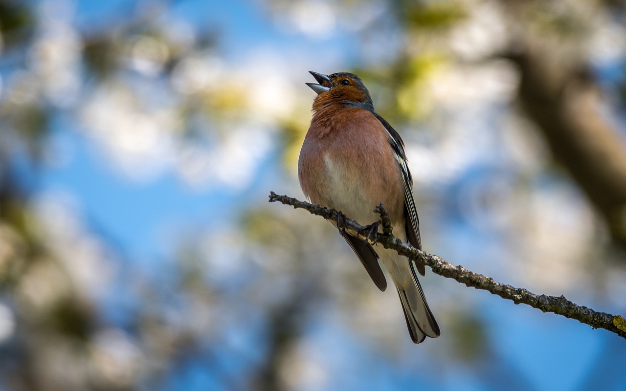 a small bird sitting on top of a tree branch, by Niels Lergaard, trending on pixabay, figuration libre, shouting, with a very large mouth, vocalist, springtime morning