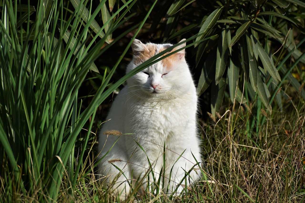 a cat that is sitting in the grass, a portrait, by Jan Tengnagel, shutterstock, albino, blocking the sun, hunting, bamboo