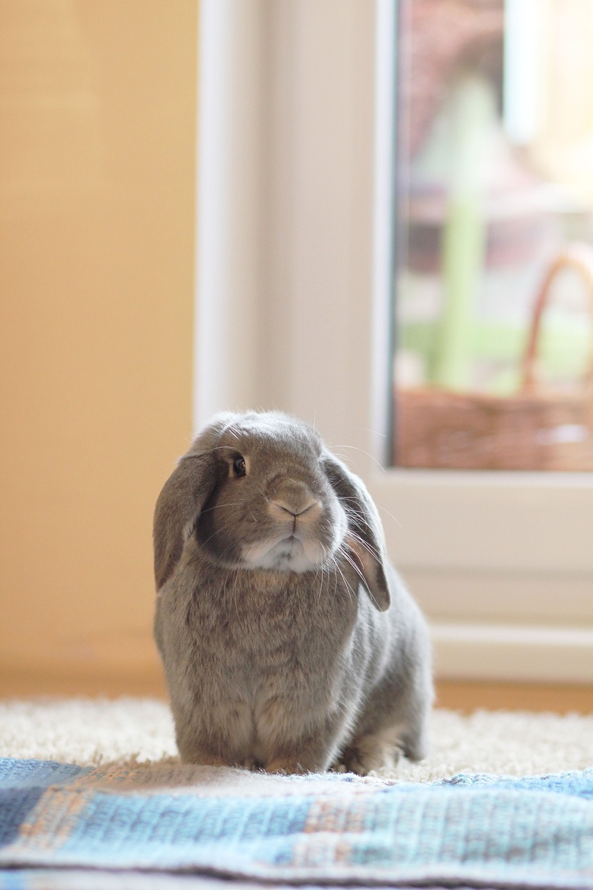 a rabbit sitting on a rug in front of a window, a picture, by Emma Andijewska, shutterstock, lop eared, ashy, high res photo, bella