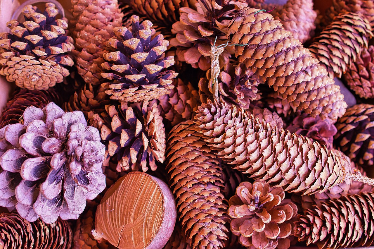 a close up of a bunch of pine cones, a colorized photo, by Pamela Ascherson, process art, copper spiral hair decorations, pink forest, wood materials, plum color scheme