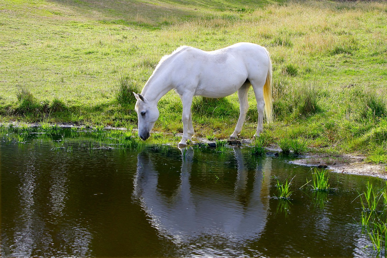 a white horse drinking water from a pond, pixabay, author unknown, fuji 4 0 0 h, surface reflections, green pastures stretch for miles