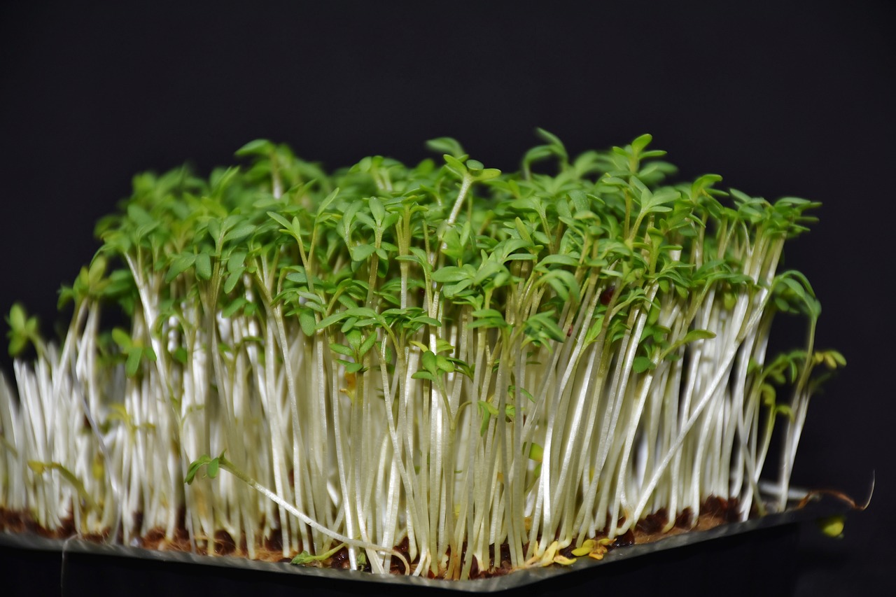a close up of a tray of sprouts on a table, a macro photograph, renaissance, on black background, hydroponic farms, favolaschia - calocera, miniature product photo