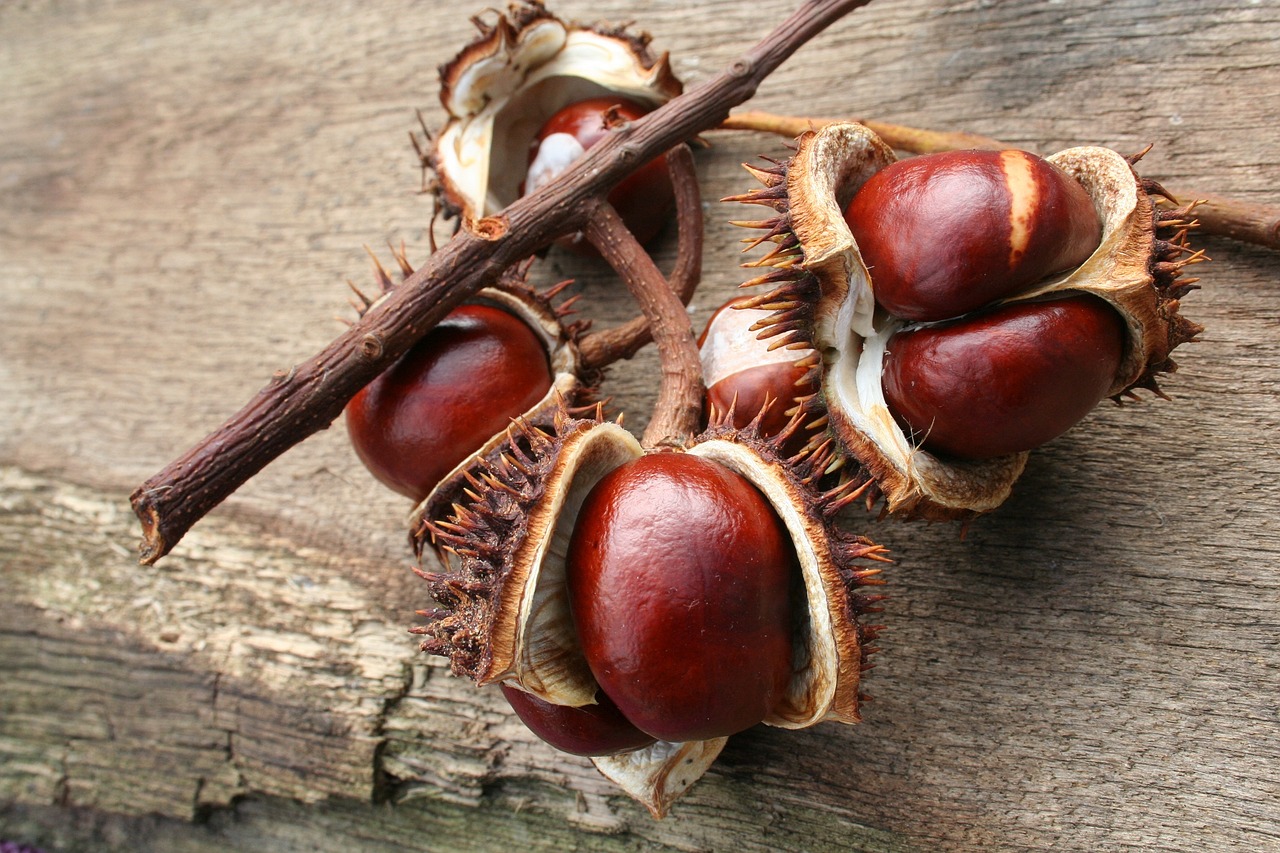 a bunch of nuts sitting on top of a wooden table, by Jan Rustem, hurufiyya, chestnut hair, spikes, red and brown color scheme, an eye
