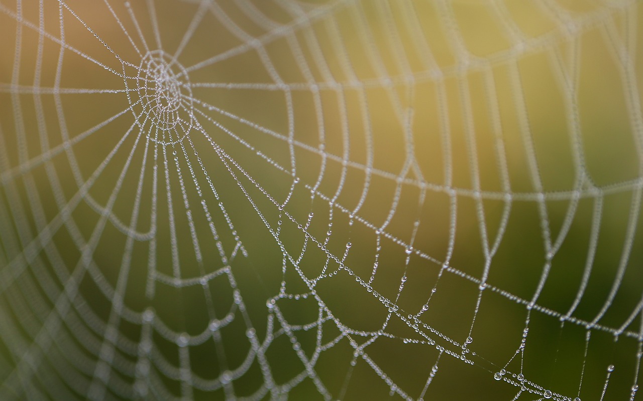 a spider web with water droplets on it, a macro photograph, by Johannes Martini, shutterstock, webgl render, subtle wear - and - tear, sunny morning, subtle detailing