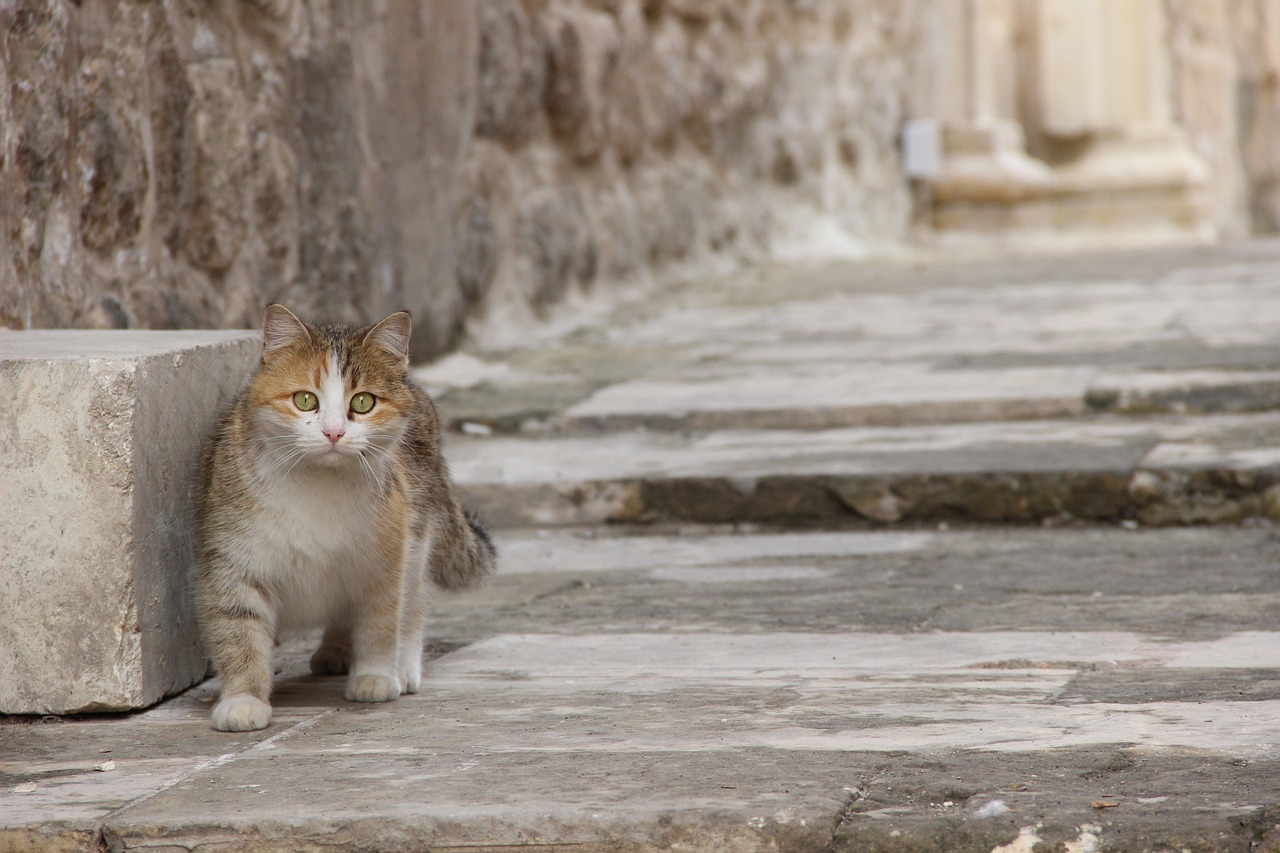 a brown and white cat sitting next to a stone wall, by Ivan Grohar, shutterstock, renaissance, old town mardin, walking towards the camera, lone female, in a square