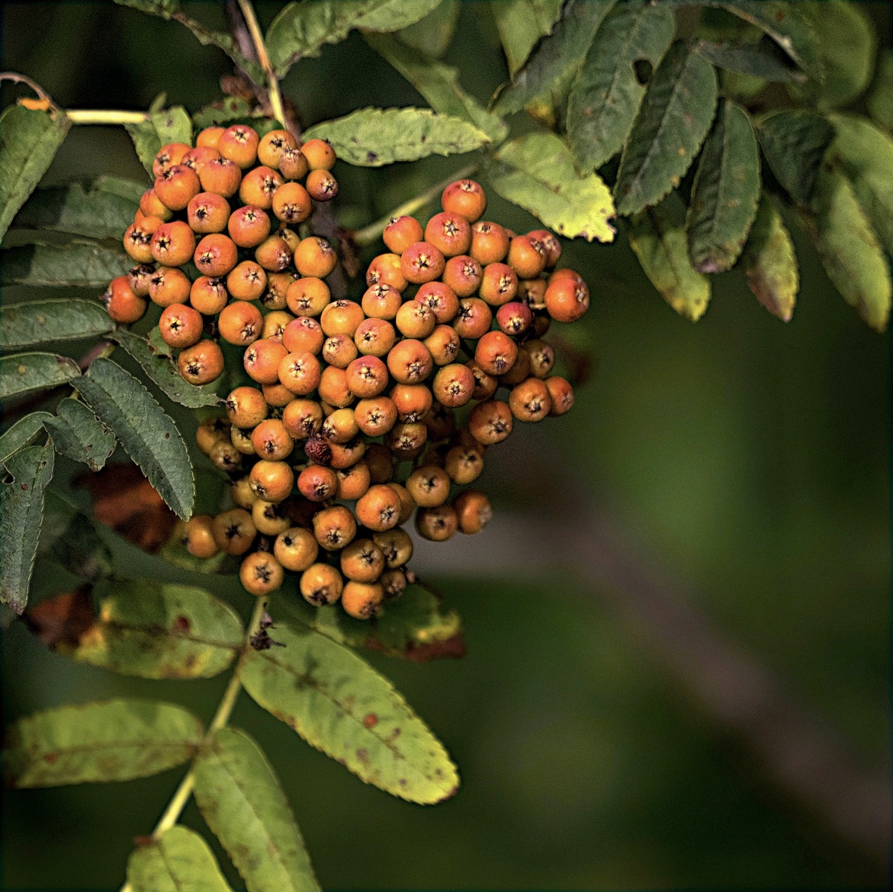 a close up of a bunch of fruit on a tree, by Robert Brackman, flickr, hurufiyya, wild foliage, 1 6 x 1 6, wisconsin, pepper