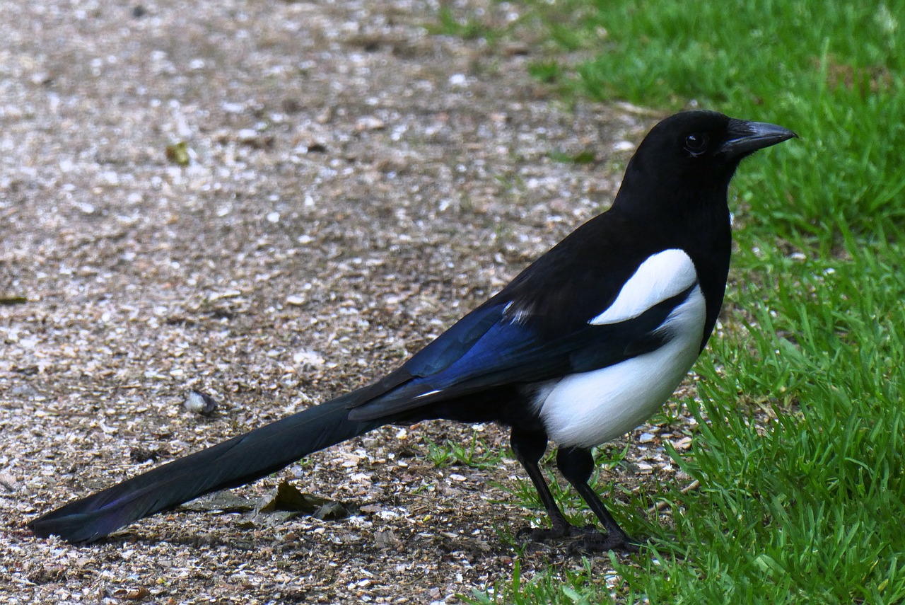 a black and white bird standing on the ground, by Paul Bird, flickr, renaissance, black and blue, madgwick, royal bird, cranbow jenkins