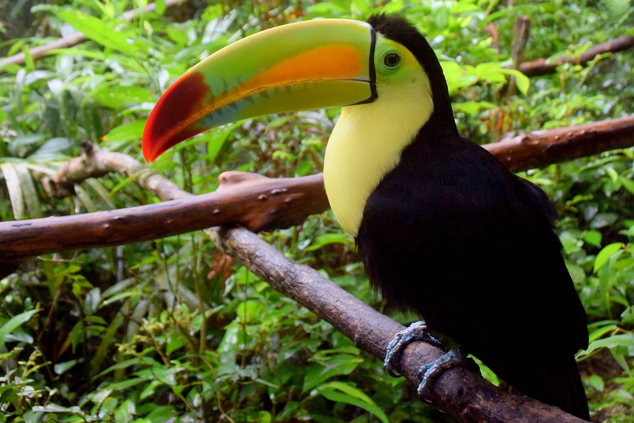 a black and yellow bird sitting on top of a tree branch, a portrait, lush rainforest, 6 toucan beaks, monitor, canopy