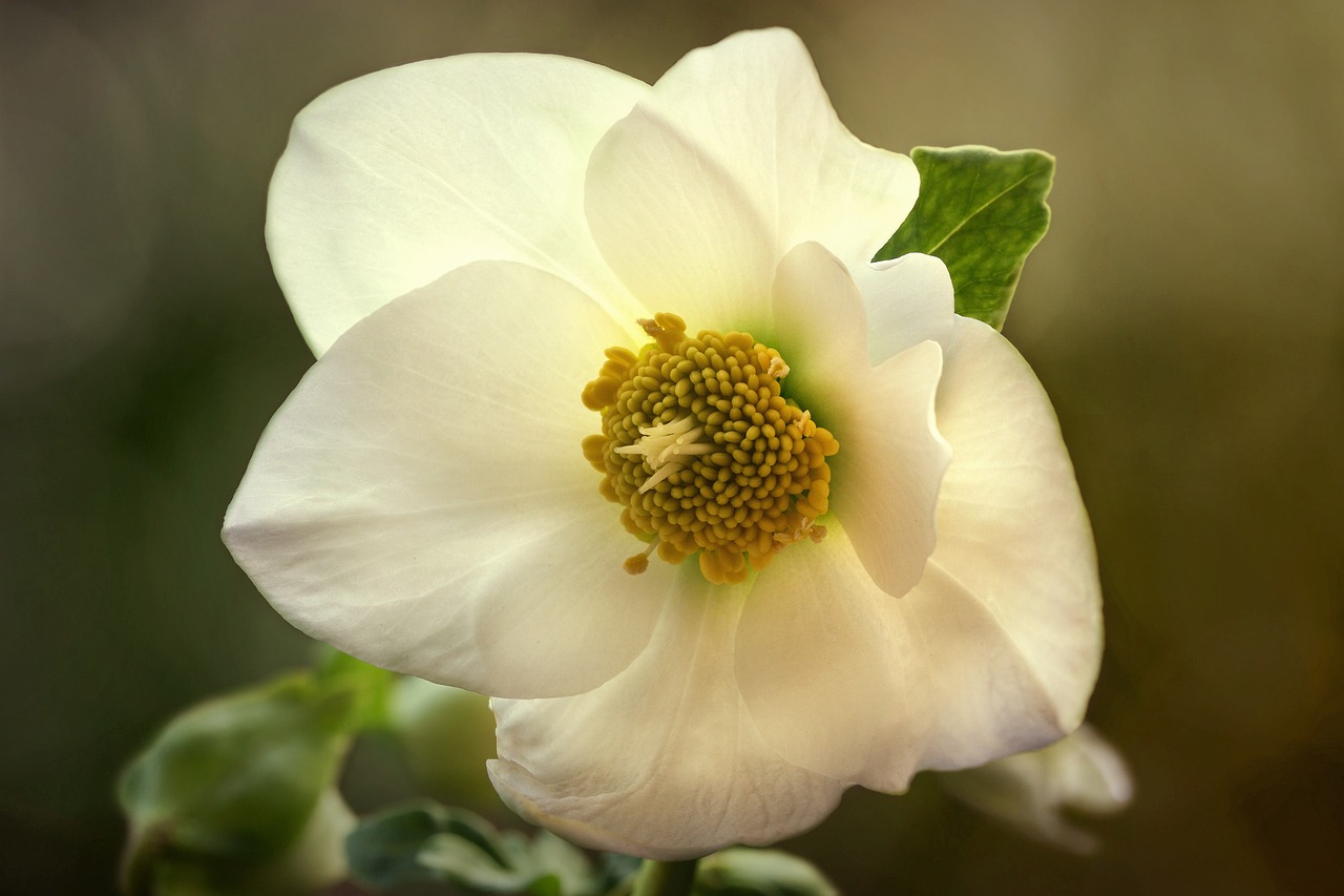 a close up of a white flower with green leaves, a macro photograph, inspired by Frederick Goodall, romanticism, anemones, paul barson, wikimedia, white porcelain skin